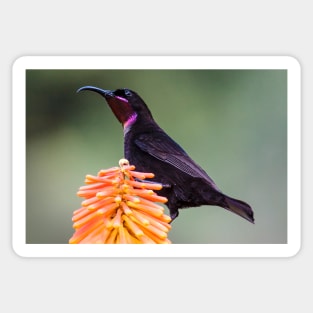 Amethyst Sunbird, South Africa Sticker